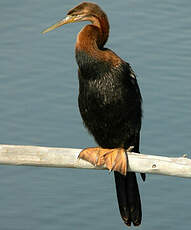 Anhinga d'Afrique