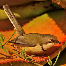 Apalis à collier