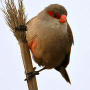 Common Waxbill