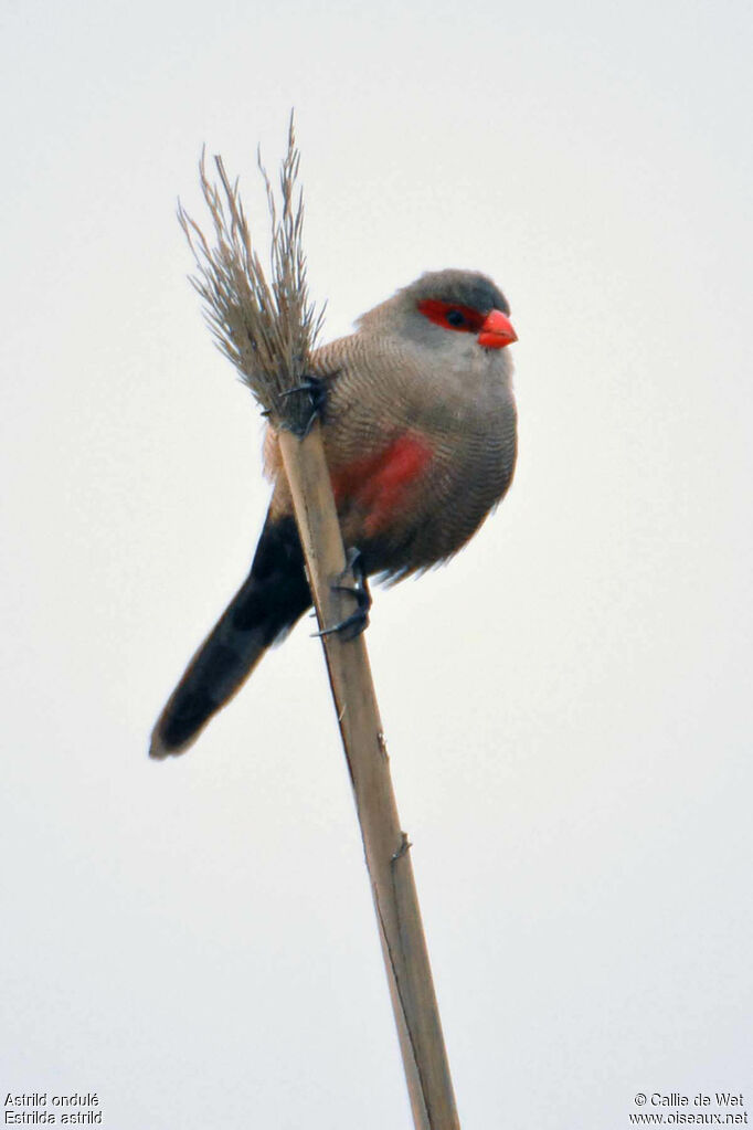 Common Waxbilladult