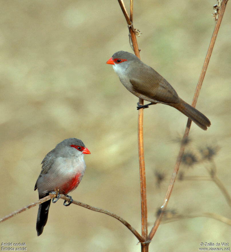 Common Waxbilladult