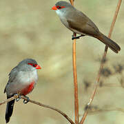 Common Waxbill