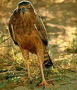 Pale Chanting Goshawk