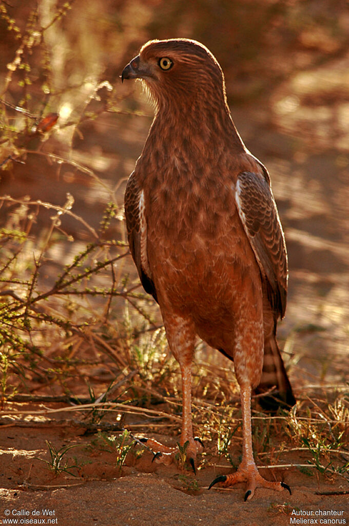 Pale Chanting Goshawkjuvenile