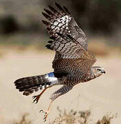 Pale Chanting Goshawk