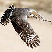 Pale Chanting Goshawk