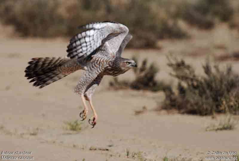 Pale Chanting Goshawkjuvenile