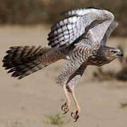 Pale Chanting Goshawk