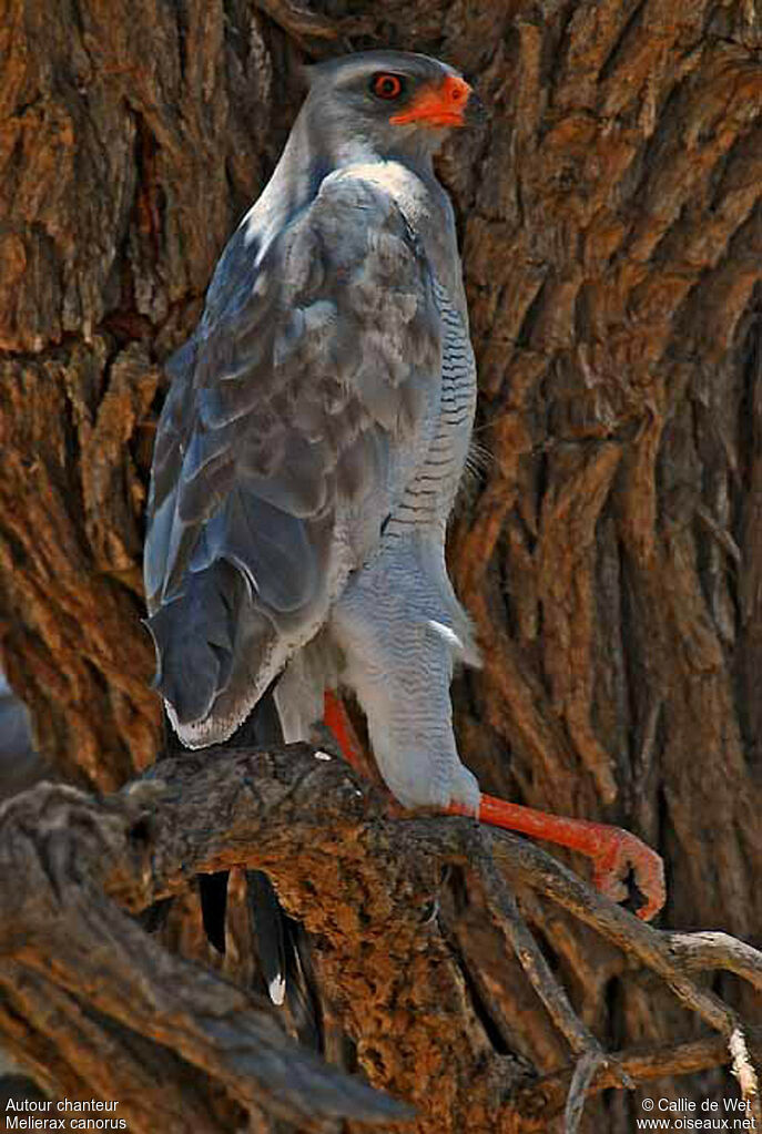 Pale Chanting Goshawkadult