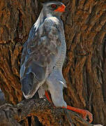 Pale Chanting Goshawk