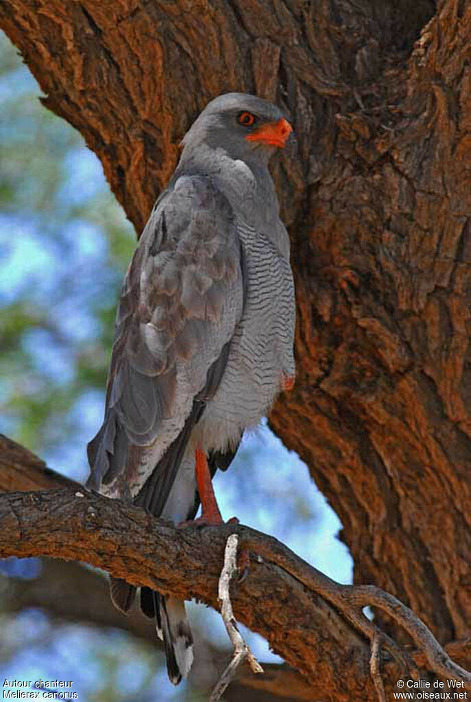 Pale Chanting Goshawkadult