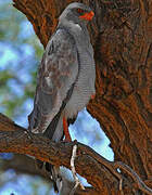 Pale Chanting Goshawk