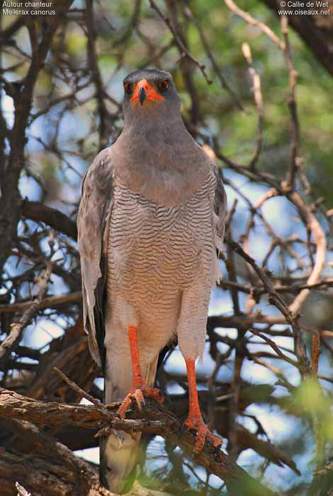 Pale Chanting Goshawkadult