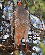 Pale Chanting Goshawk