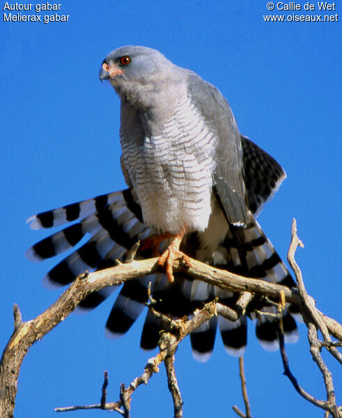 Gabar Goshawkadult