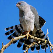 Gabar Goshawk