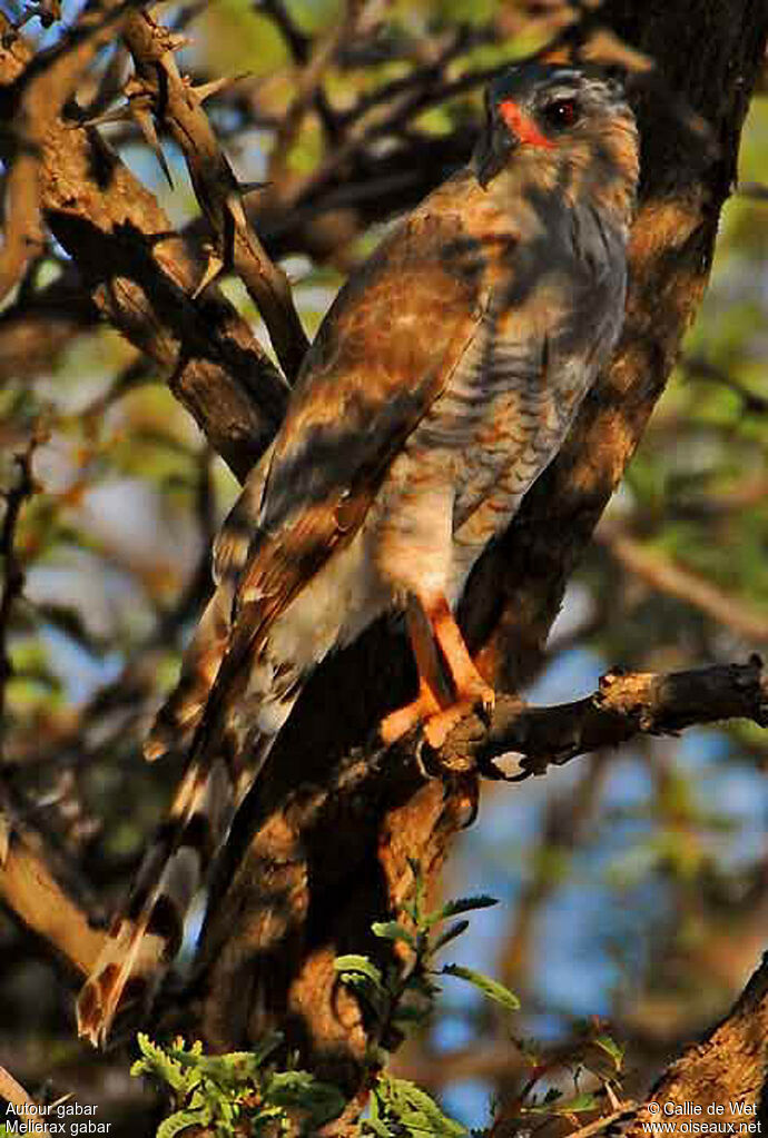 Gabar Goshawkjuvenile