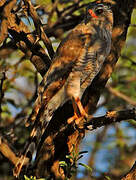 Gabar Goshawk