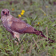 Gabar Goshawk