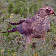 Gabar Goshawk