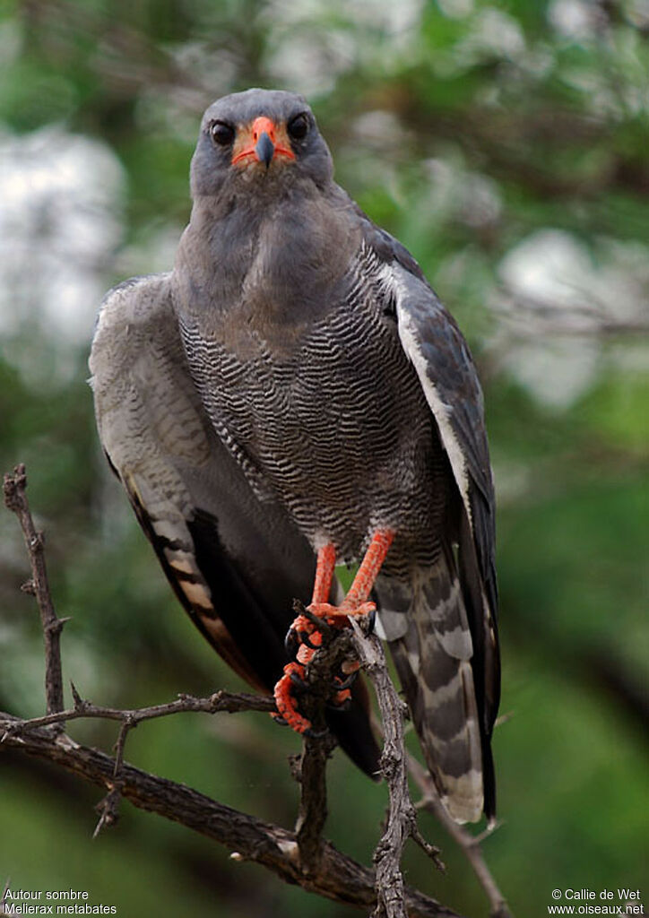 Dark Chanting Goshawkadult