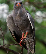 Dark Chanting Goshawk