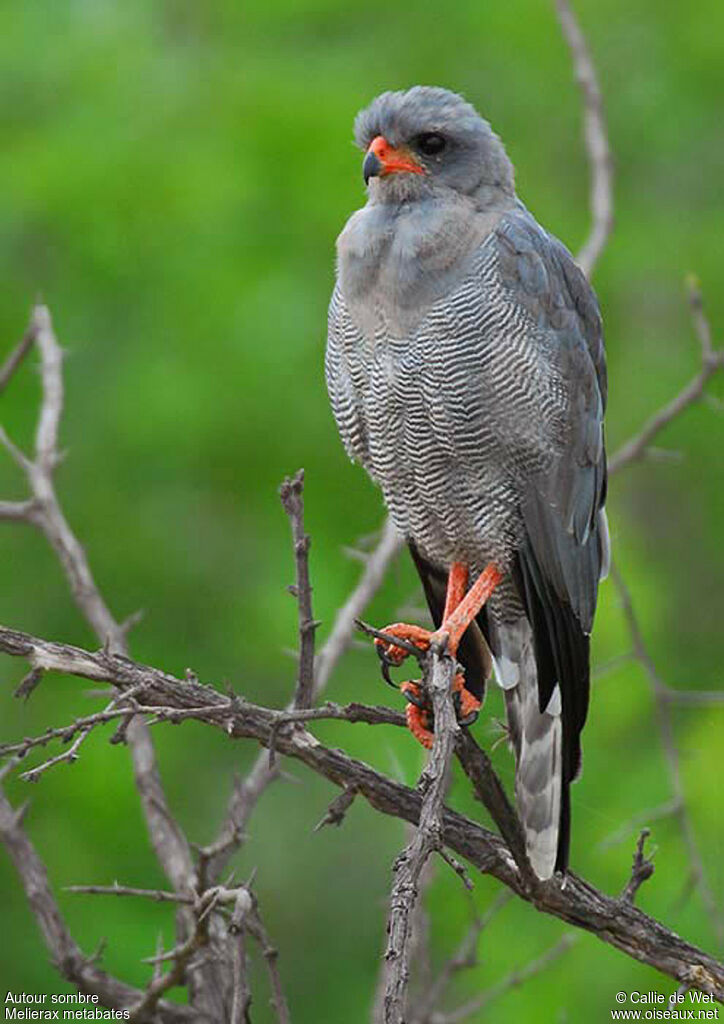 Dark Chanting Goshawkadult