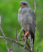 Dark Chanting Goshawk