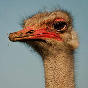 Common Ostrich