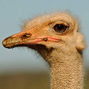 Common Ostrich