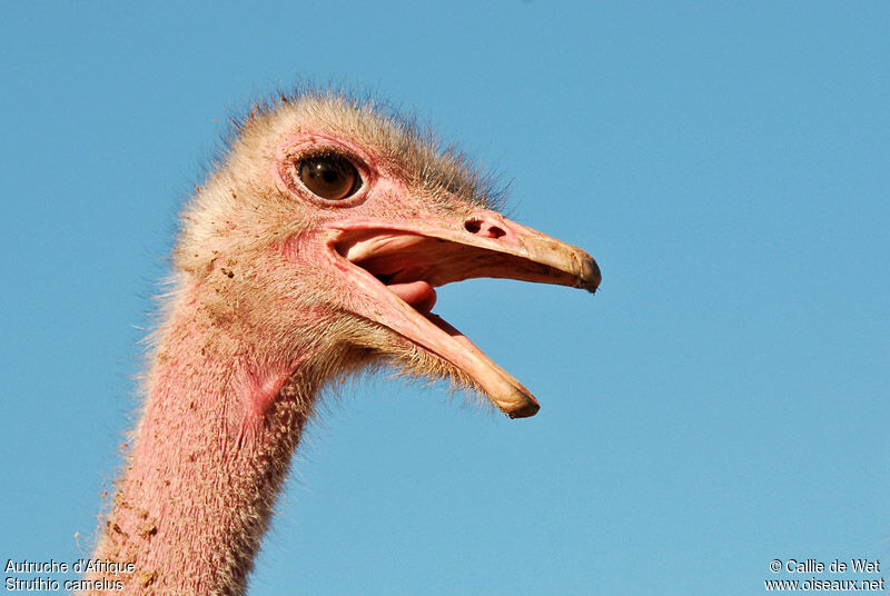 Common Ostrich