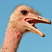 Common Ostrich