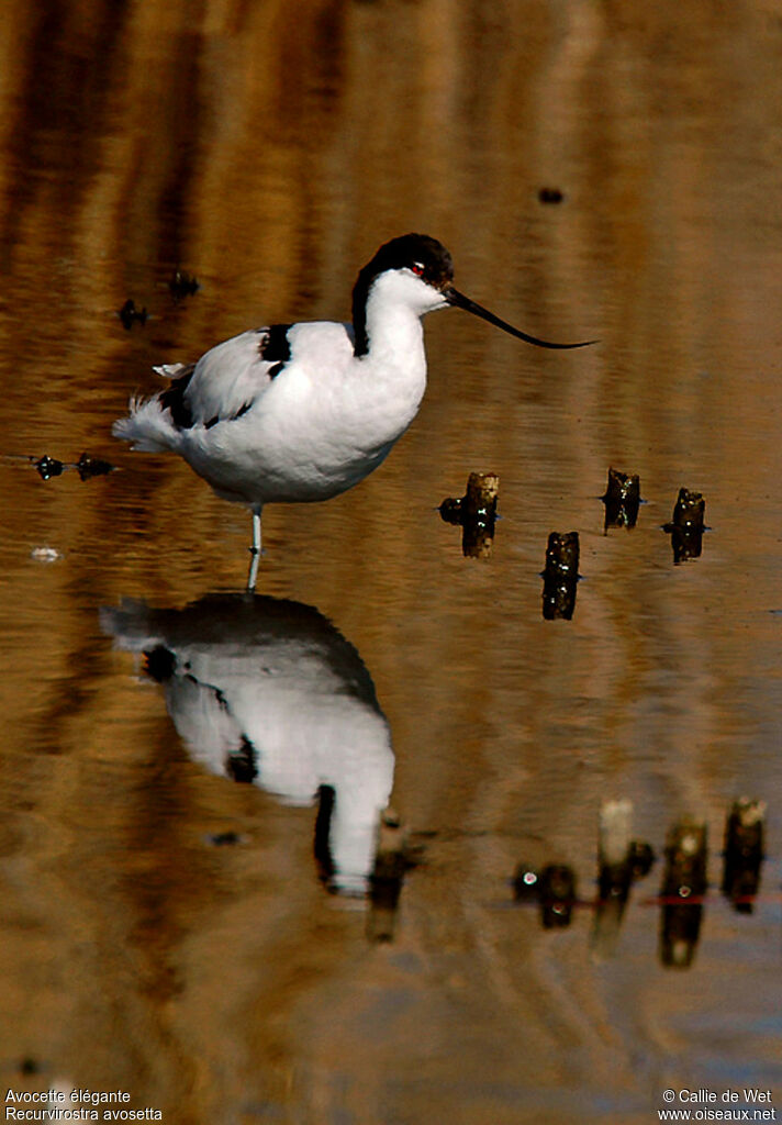 Avocette élégante