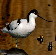 Pied Avocet