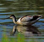 Avocette élégante