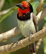 Black-collared Barbet