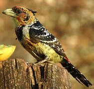 Crested Barbet