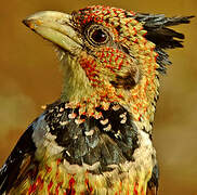 Crested Barbet