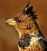 Crested Barbet