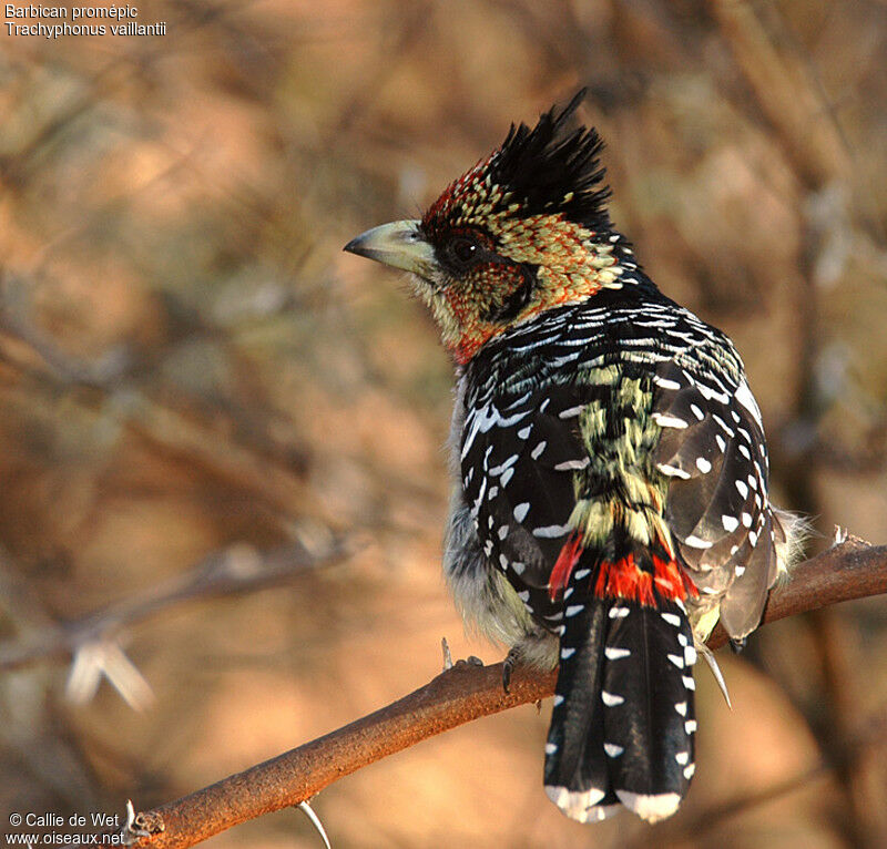 Crested Barbet