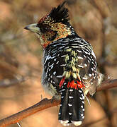 Crested Barbet