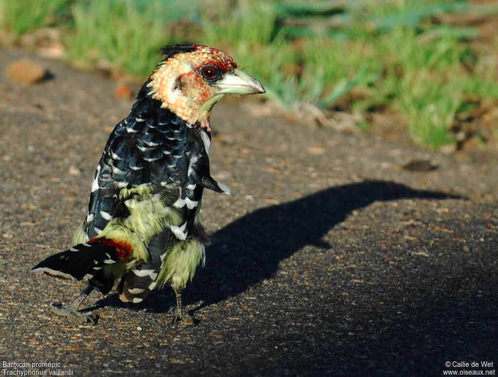 Crested Barbetadult