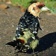 Crested Barbet