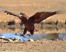 Bateleur des savanes