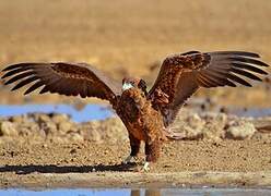 Bateleur