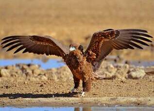 Bateleur des savanes