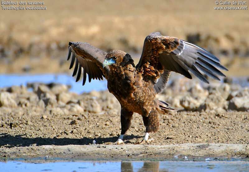 Bateleur des savanesimmature