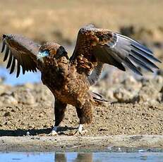 Bateleur des savanes