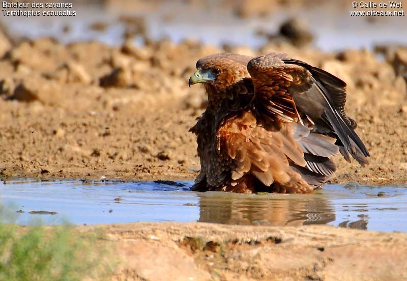 Bateleur des savanesimmature