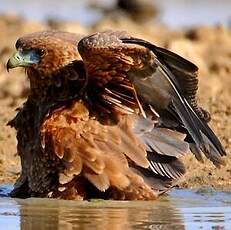 Bateleur des savanes